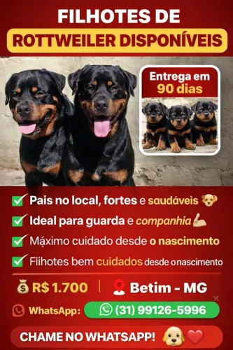Cão de guarda rotwailer 