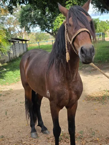 Cavalo manga larga Machador 