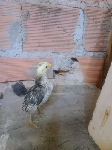 Casal de Seramas ( menor galinha do mundo ) 300 reais