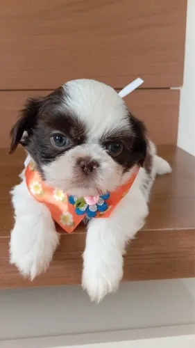 Shihtzu Machinho Branco/Chocolate Vacinado e Desverminado