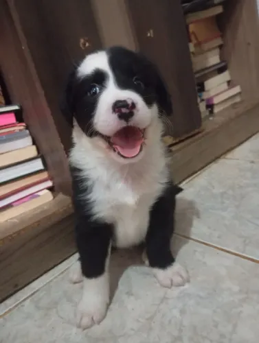 Border collie na promoção (quase doação)