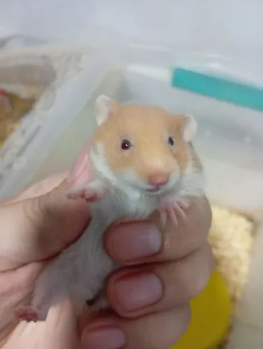 Hamster sírio 