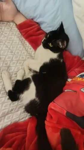 Doação de gata fêmea 