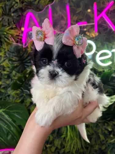 Shih tzu !!! Linda ! Apaixone se