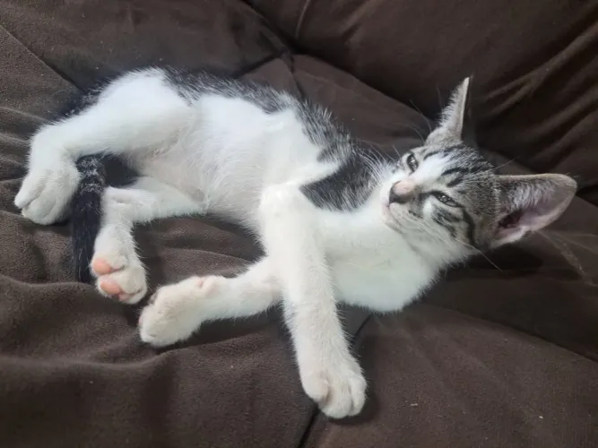Gatinho doação filhote