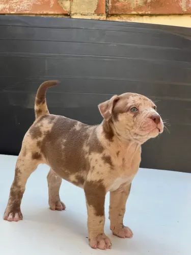 Pitt Monster Coloração Merle