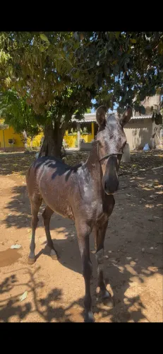 Potro