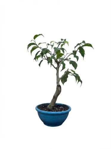 Bonsai Ficus Brasiliense