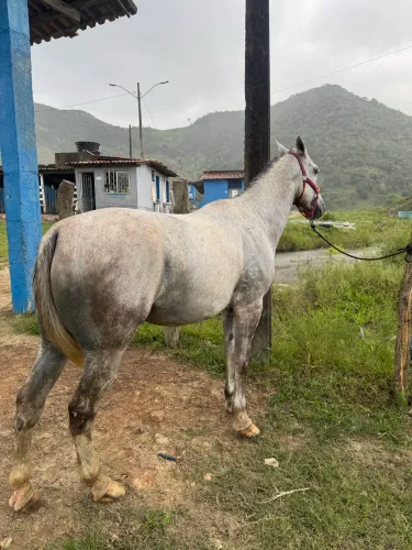 Vendo cavalo de vaquejada