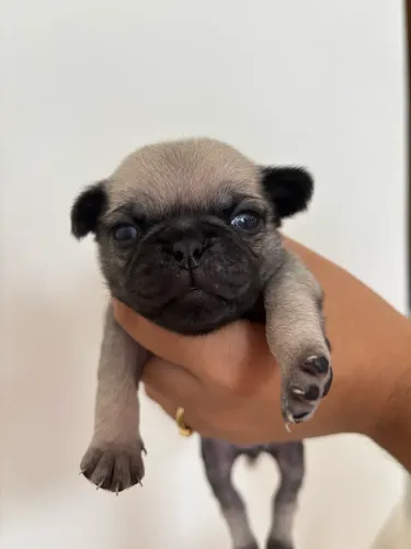 Pug macho