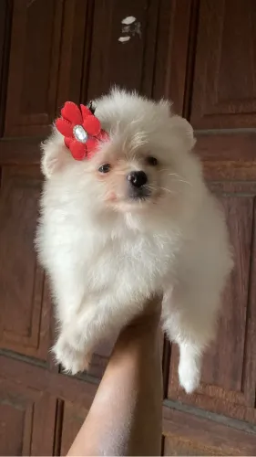 Lulu da pomerania femea