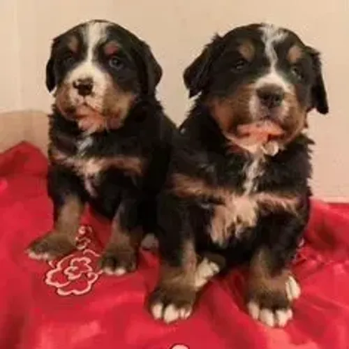 Bernese Mountain Dog,Bernese Mountain Dog Filhote Top Padrão da Raça