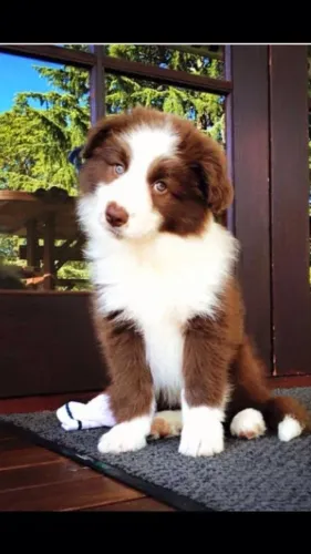 Border Collie - Um Amigo Que Vai Te Receber Sempre Com Alegria 