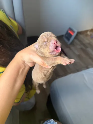Filhotes American Bully