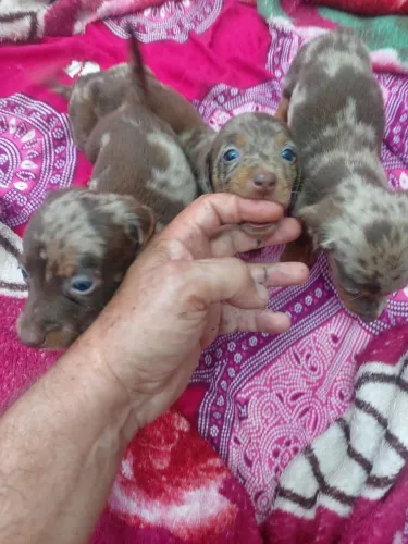Filhotes de basset alerquim ( Dachshund )