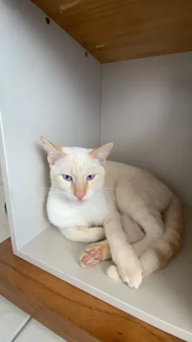 Adoção de gato macho 