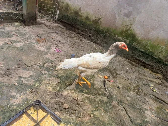 Galos 
