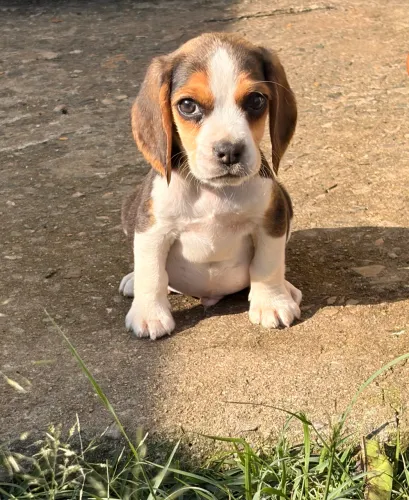 Filhote de Beagle 