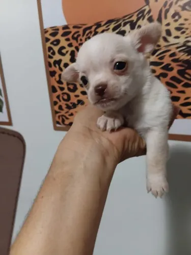Chihauhua pelo curto, macho, linhagem Russa, entregamos, em 10x no cartao.