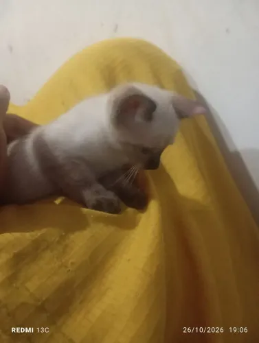 Doação de gatos