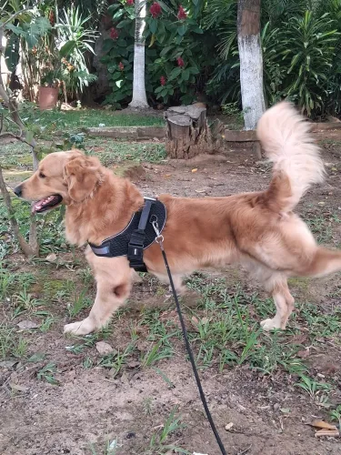 Golden procura namorada Golden