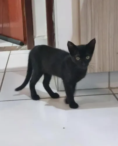 Gata Fêmea 5 meses