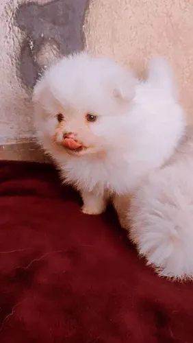 Lulu da Pomerânia macho