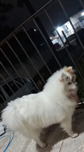 Spitz alemão fêmea adulta com pedigree