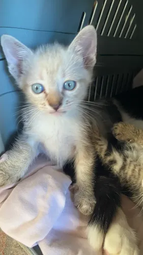 Gatinhos para adoção