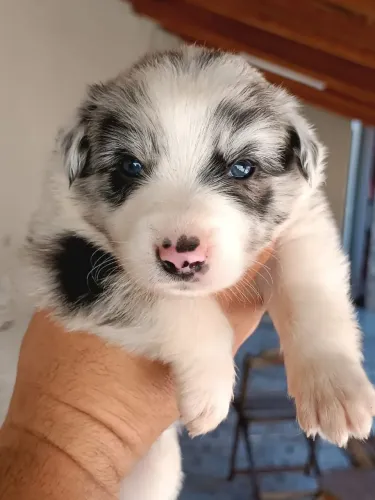 Belíssimo filhotes Border Collie machos e fêmeas vacinados