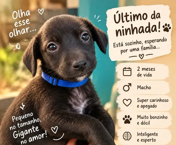 Filhotinho já vermifugado e antiparasitários