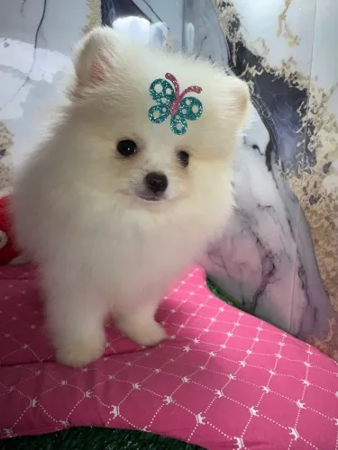 Lulu padrão anao com pedigree todas as cores 