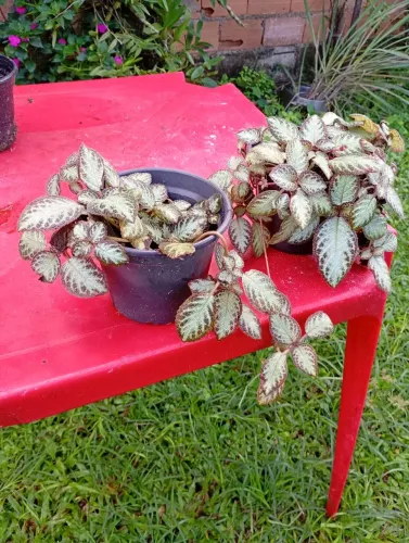 Plantas