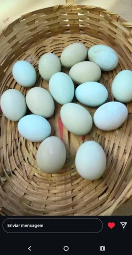 Vendo ovos de galinha Amaraucana