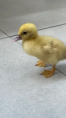 Pato filhote