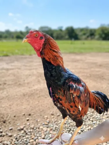 Ovos galados indio mura.