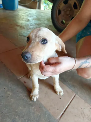 Doação Cachorros Porte Médio