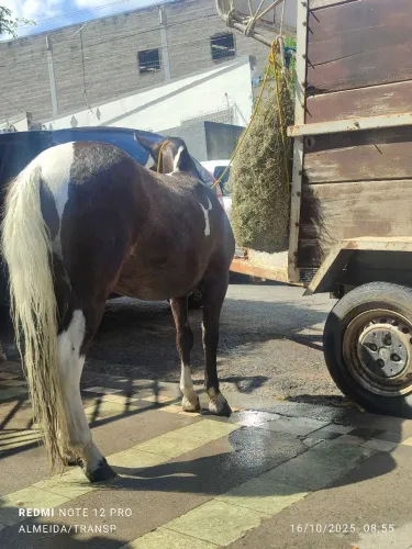Vendo pônei mansa ideial para criança 