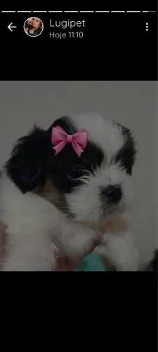 shih-tzu femea marrom e branca com 52 dias vacinado