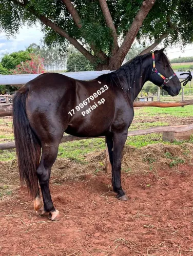 Macho Qm a venda castrado sem documento 