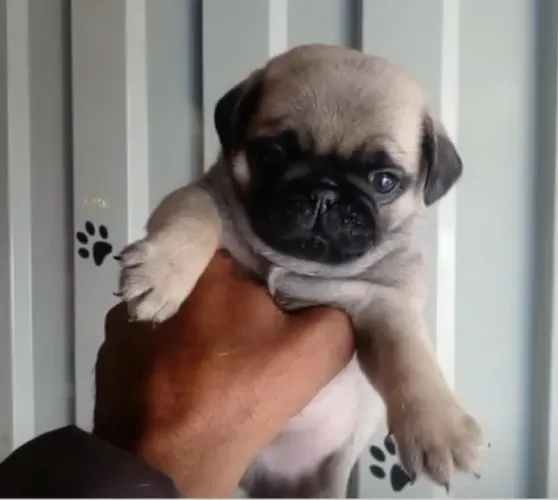 Pug com estrutura e qualidade
