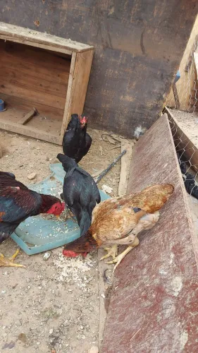 Vendo um galo indio e uma galinha india e duas galinha caipira