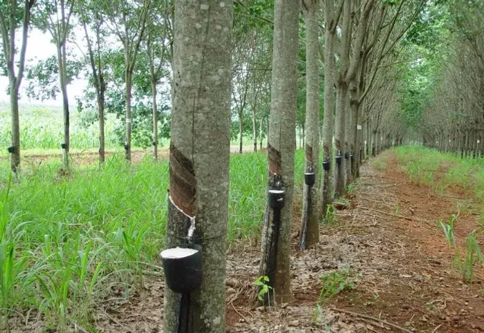 34 de seringueira em Auriflama