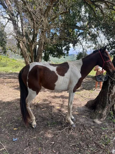VENDE-SE ÉGUA POLTRA