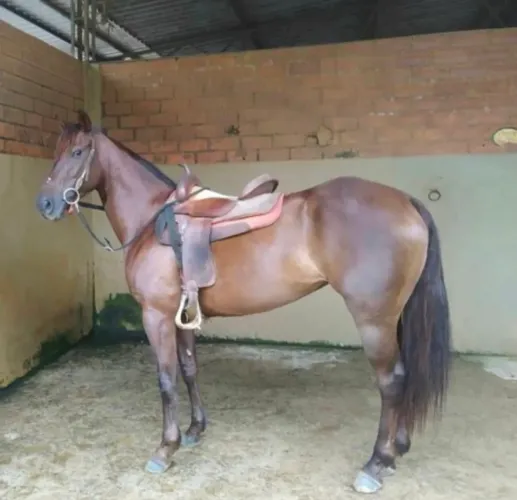 Égua quarto de milha 