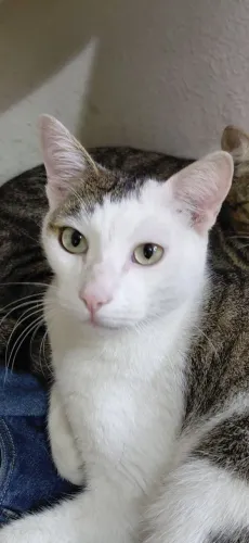 Gatinhos para companhia