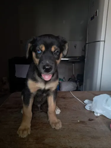 Vende-se filhotes de husky siberiano com dogo argentino