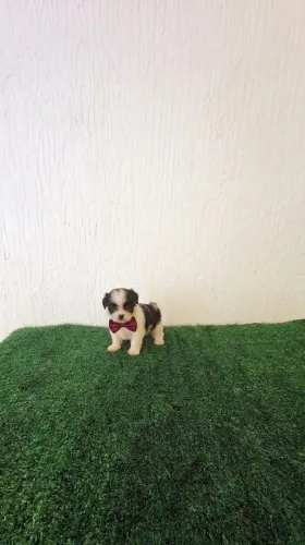 Lindo filhote de Shih Tzu macho