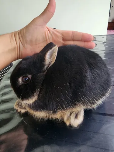MACHO NETHERLAND DWARF ANÃO|BLACK OTTER | 3 MESES | SUPER DÓCIL   