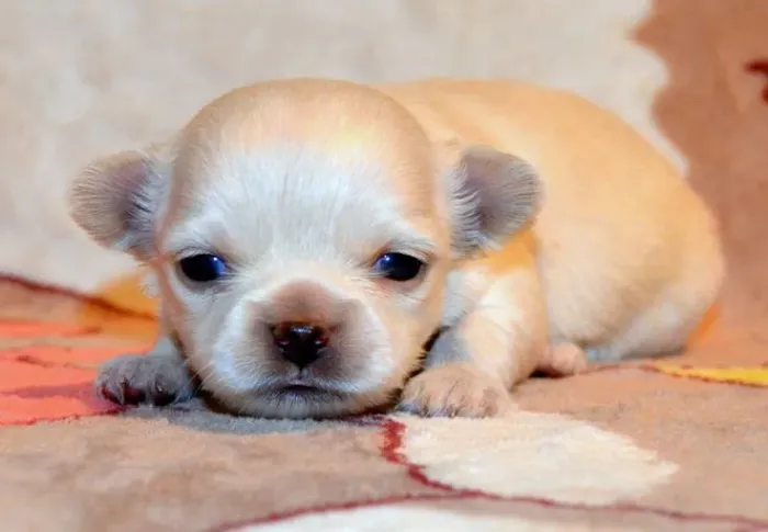 Chihuahua Mini
